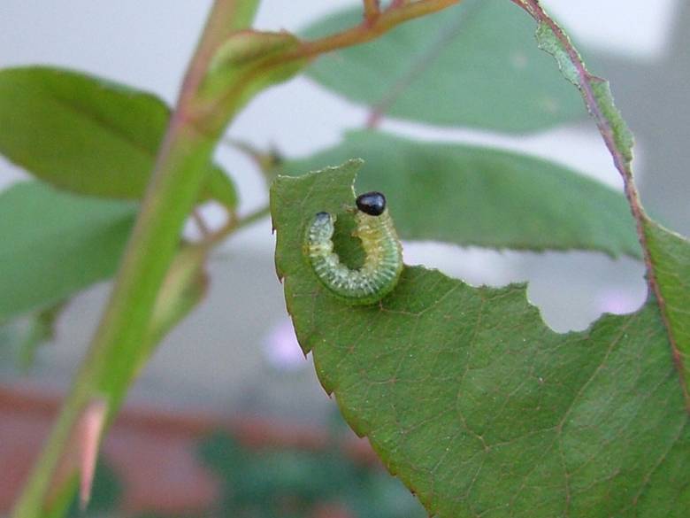Bruco di Arge (oppure Tenthredinidae?)